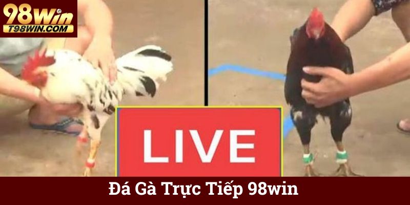 Đá Gà Trực Tiếp 98win